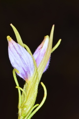 Cordylanthus wrightii