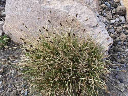 Carex nardina
