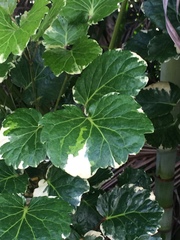 Polyscias balfouriana marginata