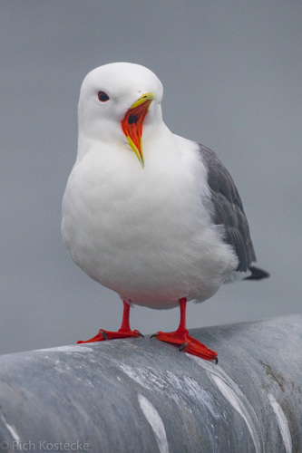 Red-legged Kittiwake｜红腿三趾鸥 参考照片