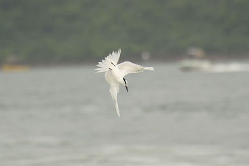 Sterna sumatrana