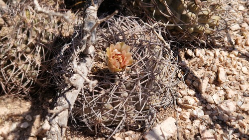 Gymnocalycium glaucum