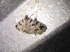 Conchylodes salamisalis