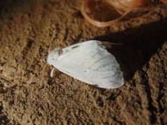Thagona tibialis