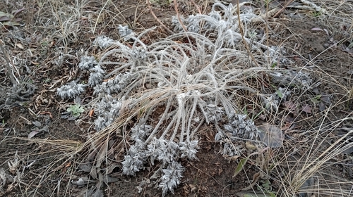 Image of Astragalus dasyanthus by no rights reserved