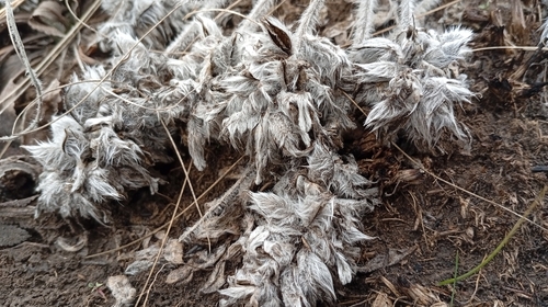 Image of Astragalus dasyanthus by no rights reserved