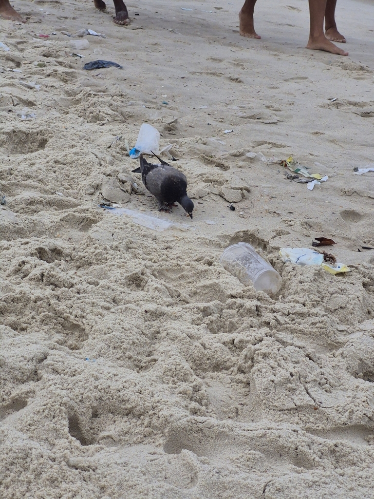 Feral Pigeon from Siqueira Campos - Copacabana, Rio de Janeiro - RJ ...