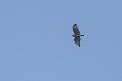 Mountain Buzzard