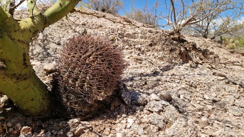 Gymnocalycium glaucum