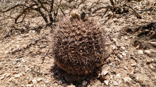 Gymnocalycium glaucum