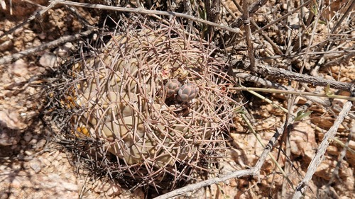 Gymnocalycium glaucum