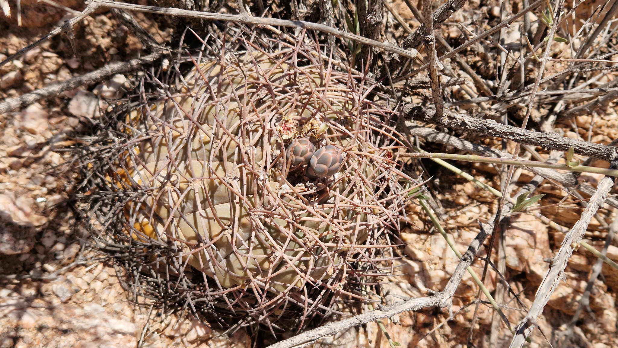 Gymnocalycium glaucum