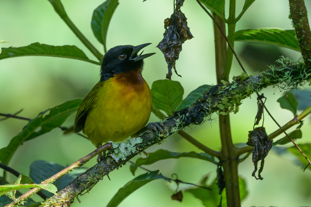 Strange Weaver (Ploceus alienus) photo