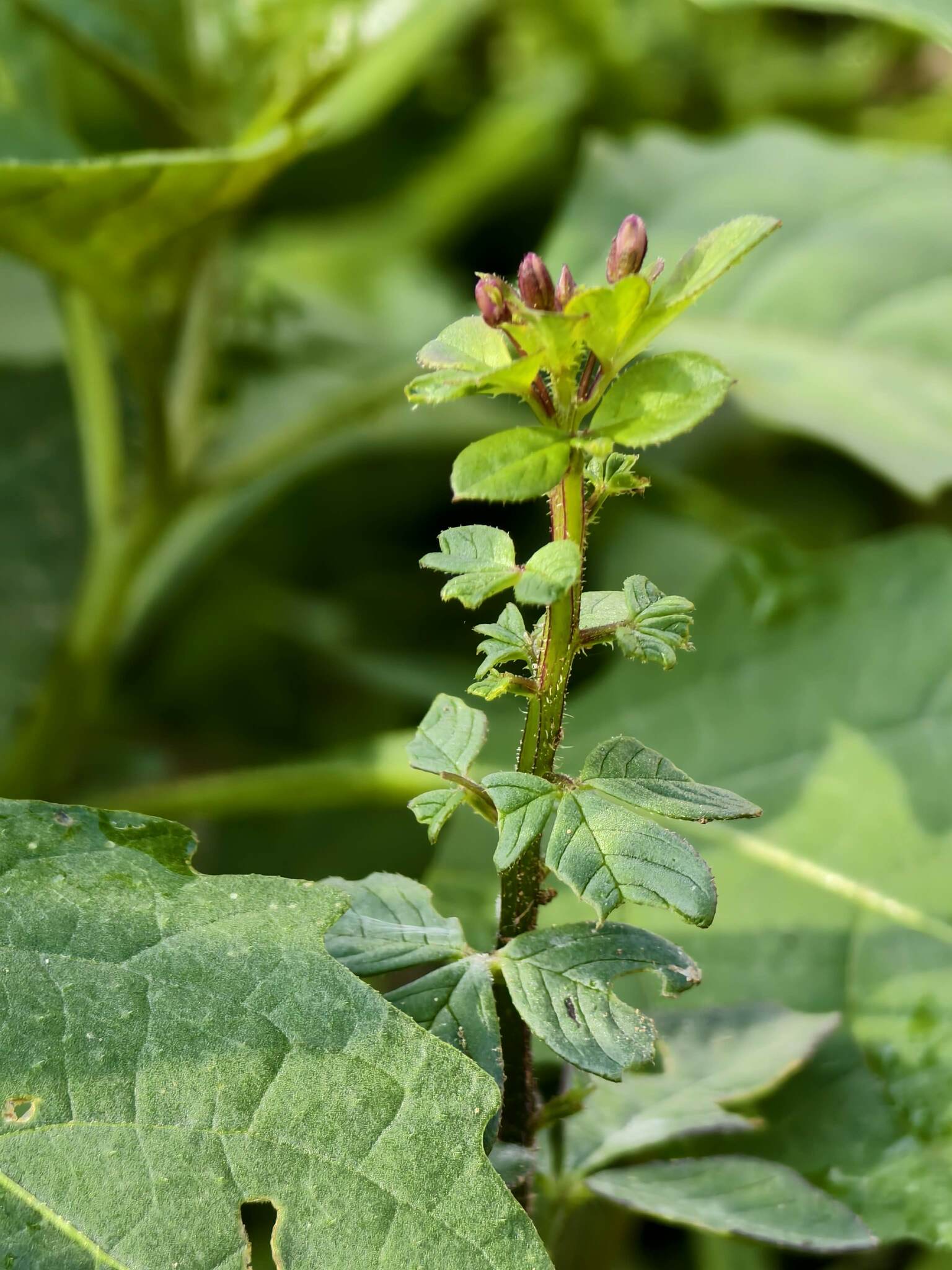 Imagem de Flor de Aranha