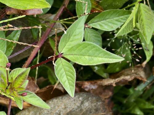 Foto de Flor de Aranha