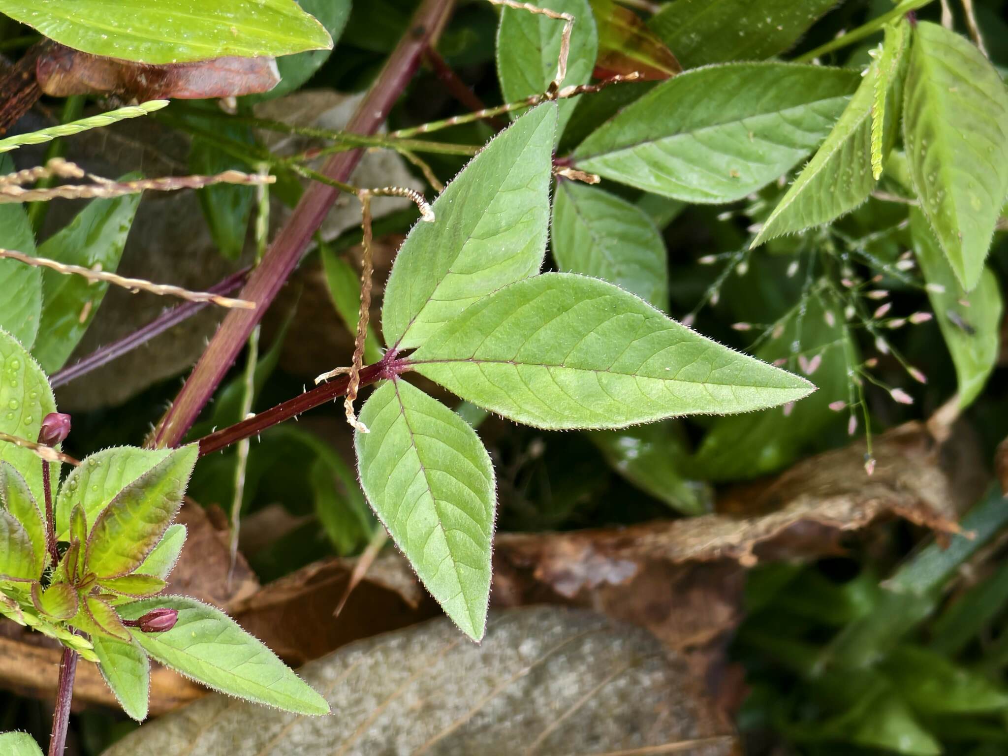 Imagem de Flor de Aranha