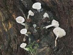 Pseudoomphalina compressipes