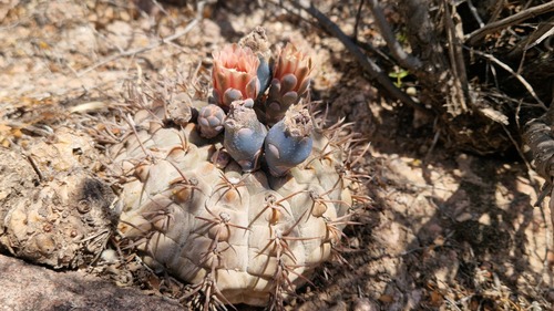 Gymnocalycium glaucum