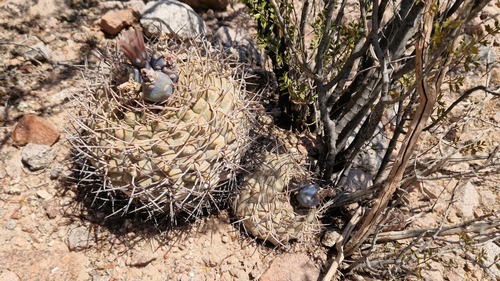 Gymnocalycium glaucum