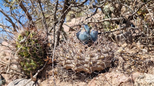 Gymnocalycium glaucum