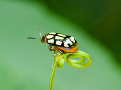 Disonycha scriptipennis