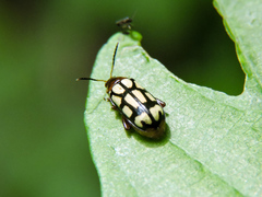 Disonycha scriptipennis