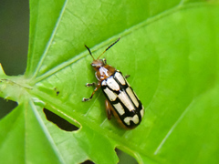 Disonycha scriptipennis