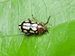 Disonycha scriptipennis