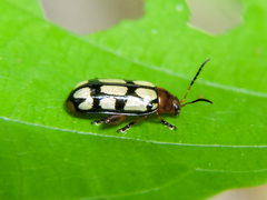 Disonycha scriptipennis