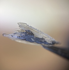 Hardyhead Silverside photo 4