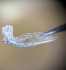 Hardyhead Silverside photo 3