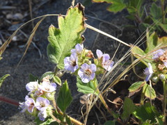 Phacelia bolanderi