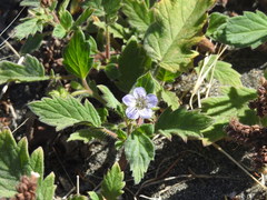 Phacelia bolanderi