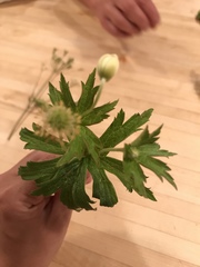 Anemonastrum canadense