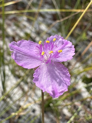 Callisia ornata, photograph 5