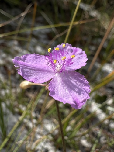 Image of Callisia ornata by (c) Matt Berger, some rights reserved (CC BY)