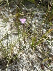 Callisia ornata, photograph Matt Berger, CC BY, iNaturalist via GBIF