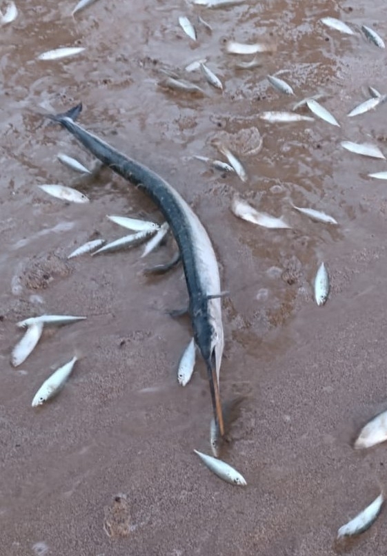 Flat needlefish