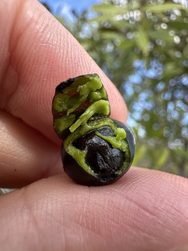 Image of Tamala humilis by (c) Matt Berger, some rights reserved (CC BY)