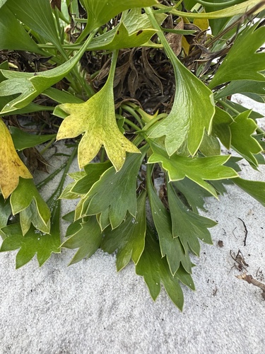 Image of Eryngium cuneifolium by (c) Matt Berger, some rights reserved (CC BY)