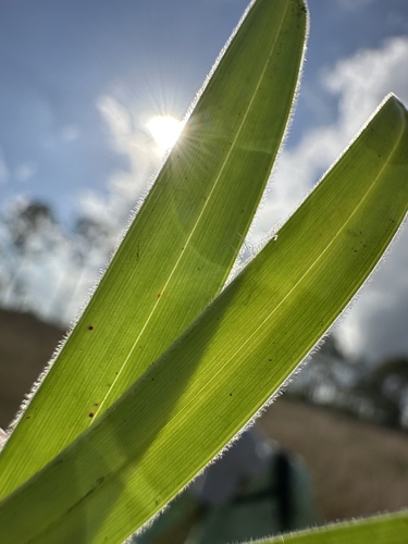 Image of Rhynchospora ciliaris by (c) Matt Berger, some rights reserved (CC BY)