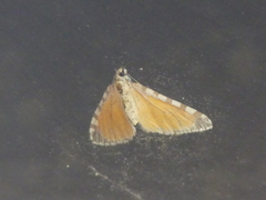 Stamnodes tessellata