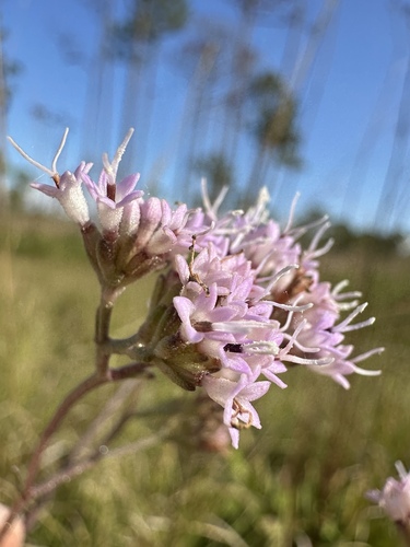Image of Hartwrightia floridana by (c) Matt Berger, some rights reserved (CC BY)