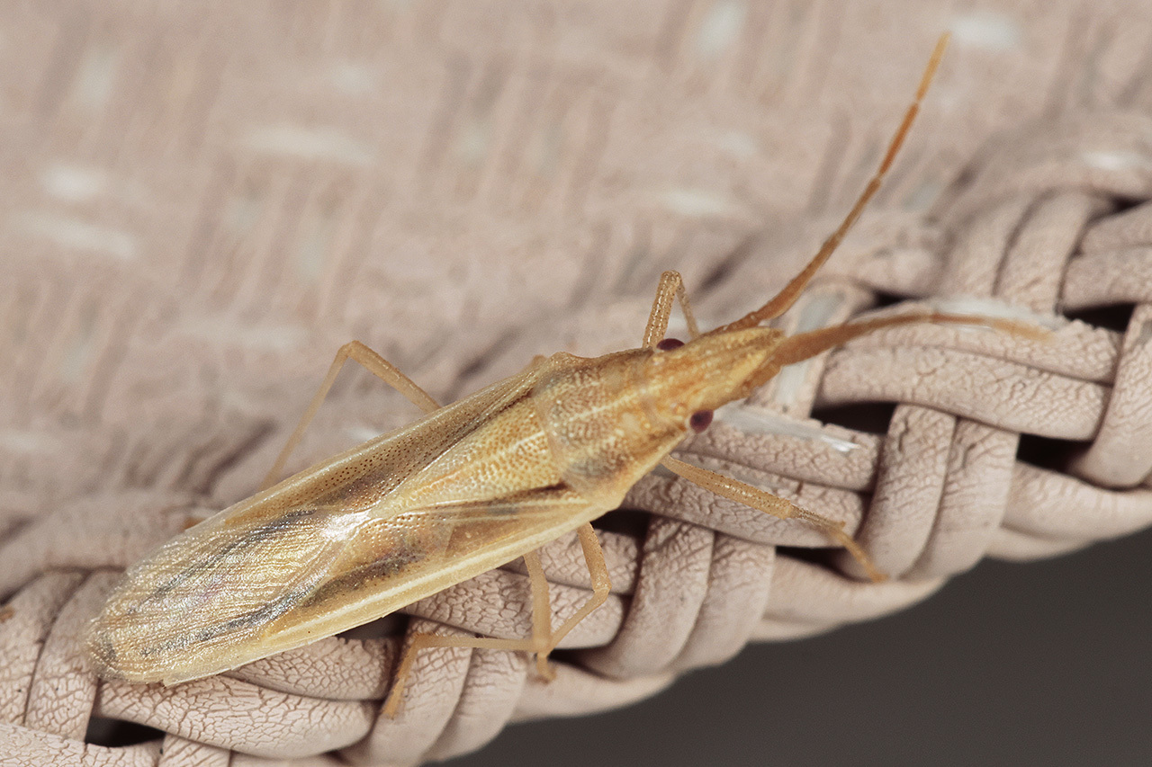 Mecidea lindbergi