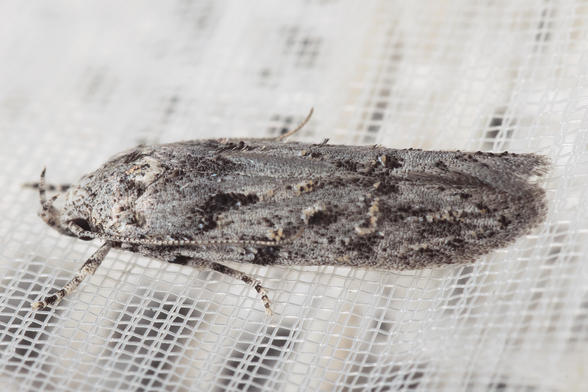 Streyella canariensis