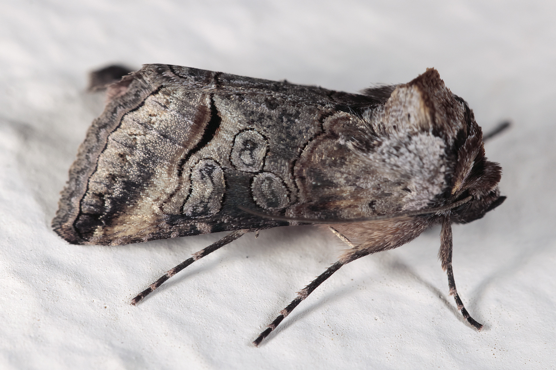 Abrostola canariensis