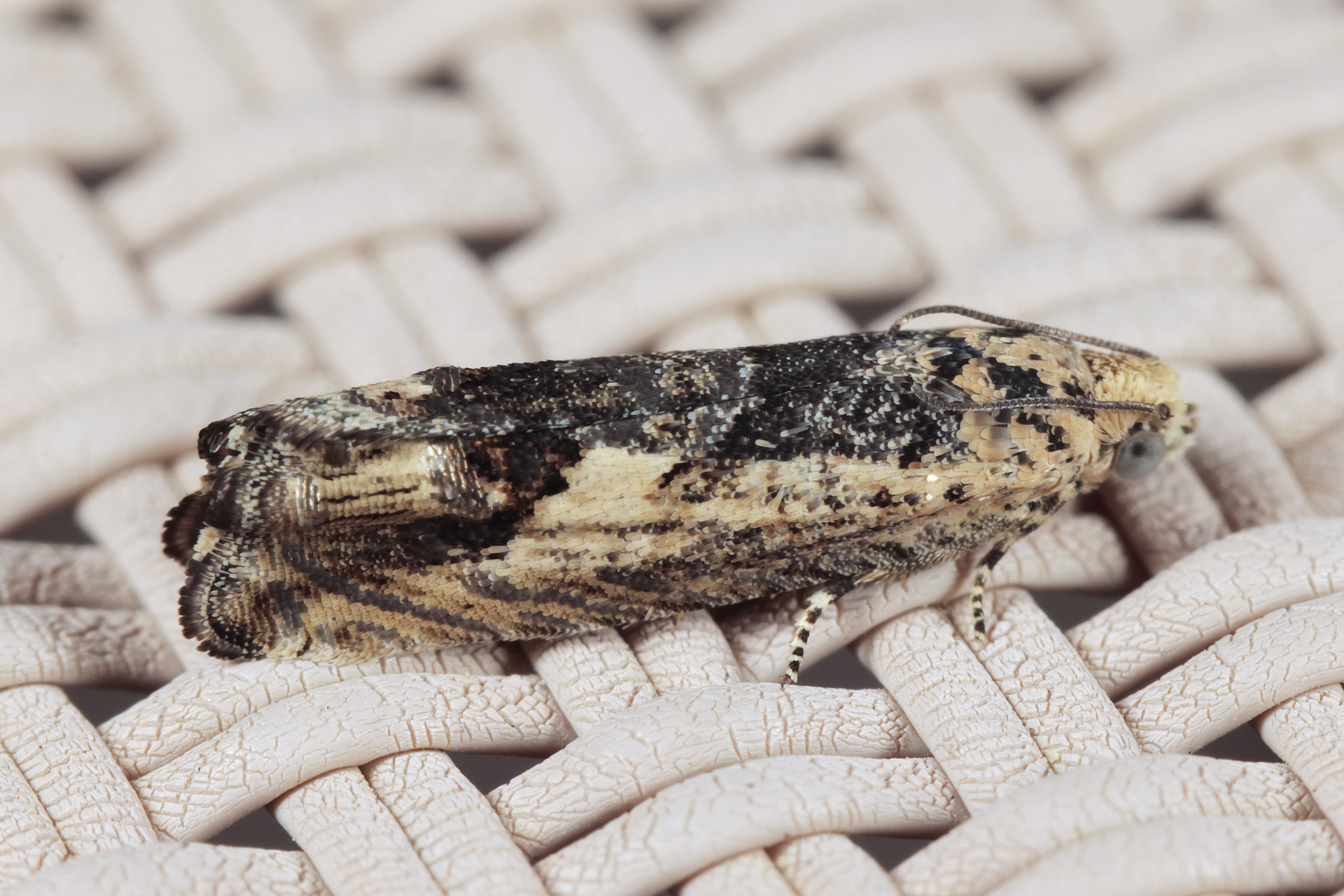 Cydia blackmoreana