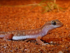 Lucasium stenodactylus