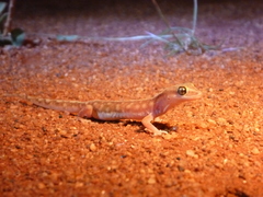 Lucasium stenodactylus