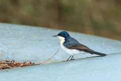 Restless Flycatcher photo 5